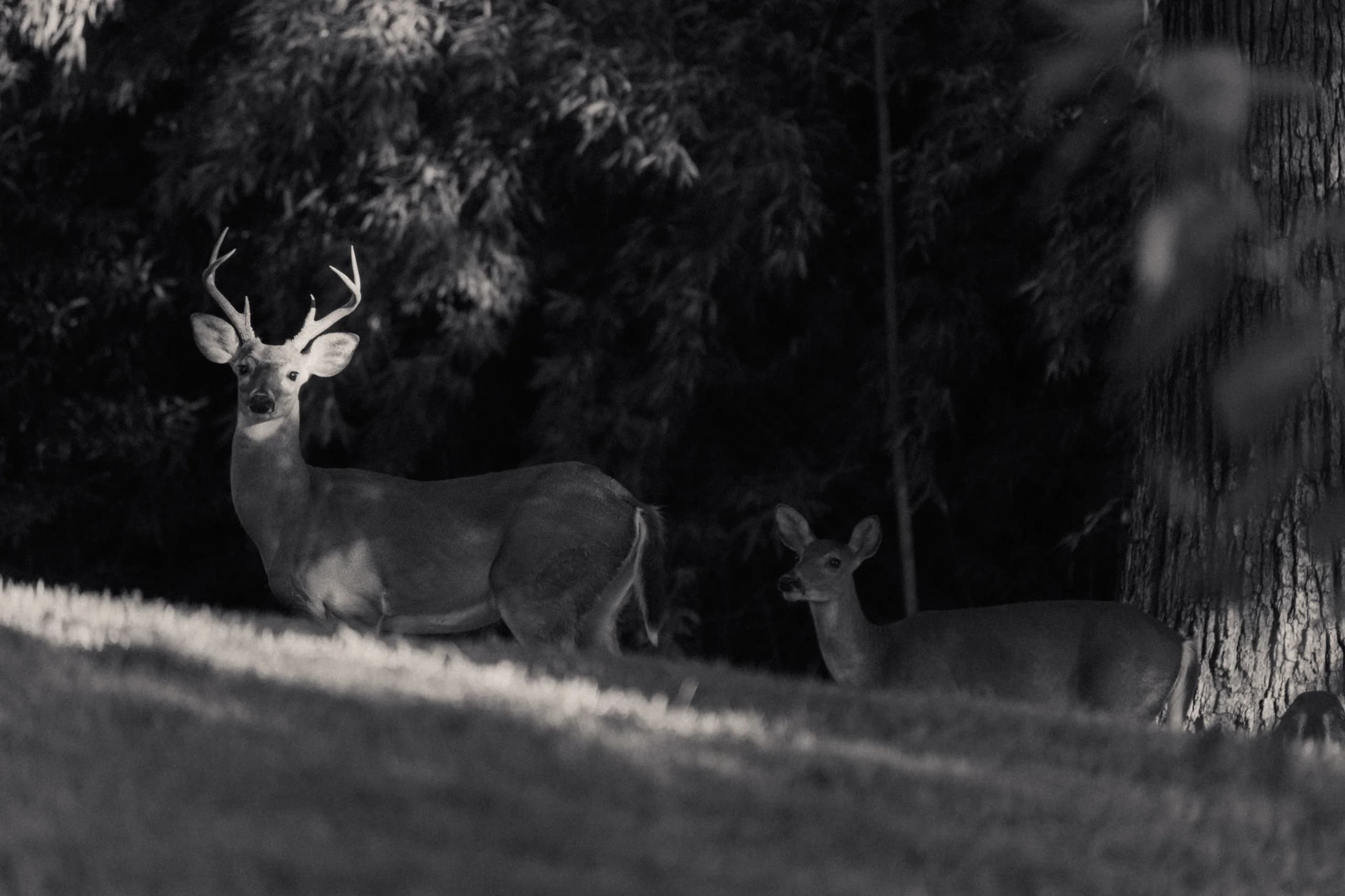 A buck and a doe resting at the edge of a shaded woodland
